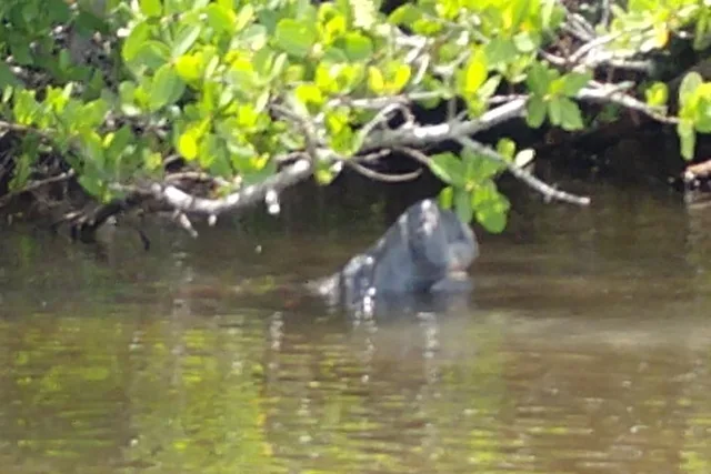 Brevard County Kayak Tour with Manatee & Dolphin Sightings - Image 5