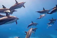 Maui Eco-Raft Snorkel and Dolphin Tour thumbnail 1