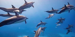 Maui Eco-Raft Snorkel and Dolphin Tour