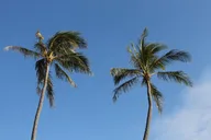 Honolulu Scooter Tour thumbnail 4
