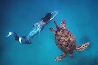 Honolulu Snorkel & Sail Adventure with Breakfast thumbnail 1