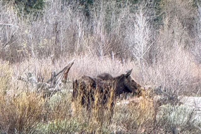 Grand Teton Scenic Sunrise Tour - Image 5
