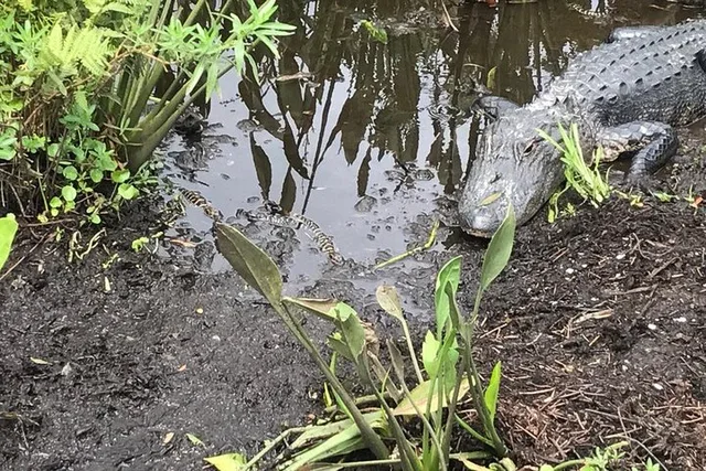 Orlando Everglades Airboat Tour 90 Min - Image 3