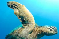 Kihei Snorkeling Adventure at Molokini Crater thumbnail 1