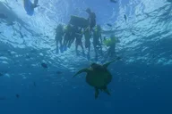 Oahu Turtle Snorkeling and Dole Plantation Tour thumbnail 2