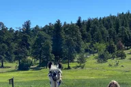 Denver Llama Hike in the Rocky Mountains thumbnail 2