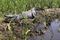 Marrero Swamp and Bayou Boat Tour 90 Min thumbnail 6