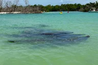 Big Hickory Kayaking and SUP Tour 1 hr thumbnail 3