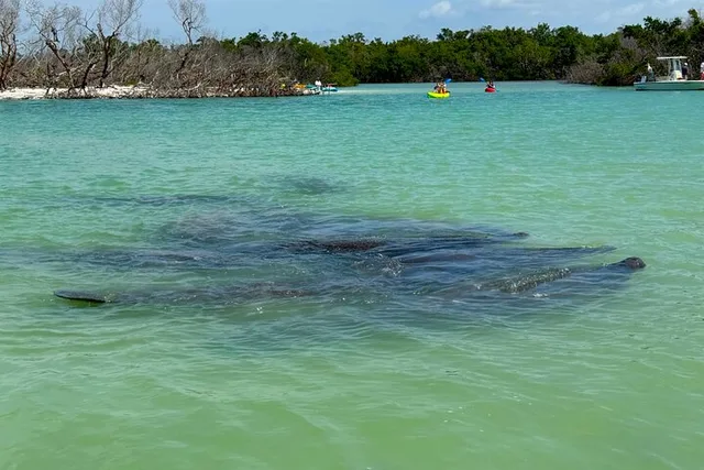Big Hickory Kayaking and SUP Tour 1 hr - Image 3