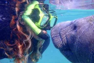 Crystal River Manatee Swim Tour thumbnail 1