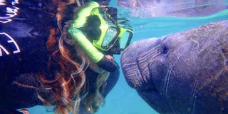 Crystal River Manatee Swim Tour