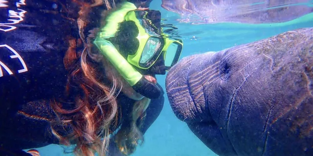 Crystal River Manatee Swim Tour - Image 1