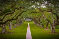 New Orleans Bayou Swamp and Oak Alley Plantation Tour thumbnail 4
