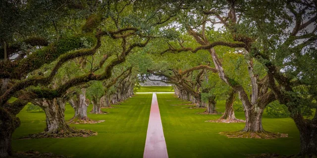 New Orleans Bayou Swamp and Oak Alley Plantation Tour - Image 4