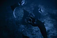 Kona Manta Ray Night Snorkel 2 hr thumbnail 4