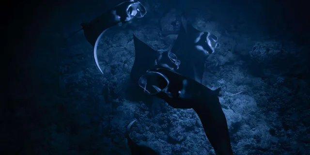 Kona Manta Ray Night Snorkel 2 hr - Image 4