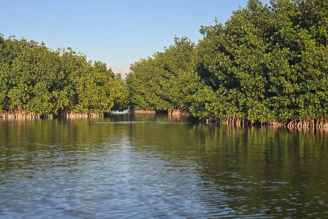 Florida Keys Kayak and Paddleboard Rental - Image 4