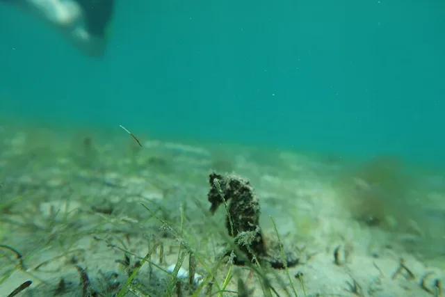 Fort Lauderdale Snorkeling Adventure 2 hr - Image 6