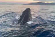 Maui Kayak Whale Watching Tour thumbnail 5