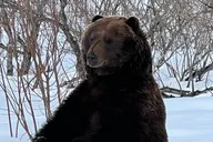 Anchorage Wildlife Conservation and Glacier Viewing thumbnail 3
