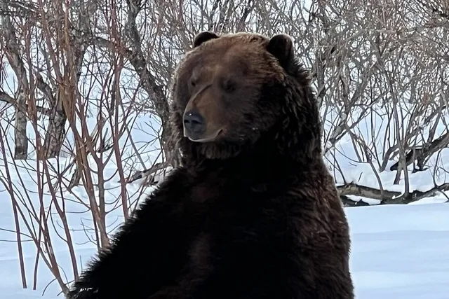 Anchorage Wildlife Conservation and Glacier Viewing - Image 3