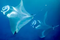 Kailua-Kona Night Snorkeling with Manta Rays 2.5 hr thumbnail 5