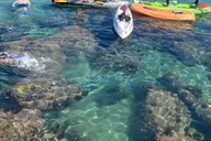 Redondo Beach Kayak and Snorkel with Sea Lions 3 hr thumbnail 3