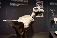 Shaanxi Archaeological Museum Tour thumbnail 6