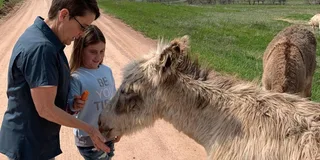 Rapid City Custer State Park & Mt Rushmore Tour