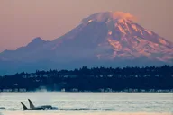 Seattle Sunset Sail BYOB 2 hr thumbnail 6