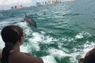 Clearwater Beach Dolphin Adventure thumbnail 6