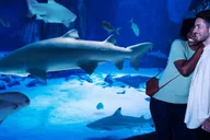 Bloomington Sea Life Minnesota Aquarium Entry thumbnail 4