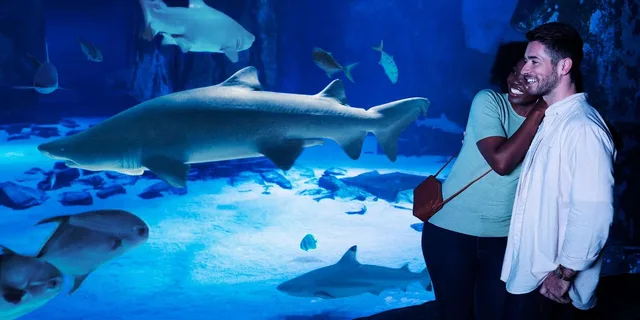 Bloomington Sea Life Minnesota Aquarium Entry - Image 4