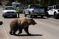 Yellowstone Wildlife Photography Tour thumbnail 5