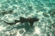 Islamorada Alligator Reef and Sandbar Private Tour thumbnail 2