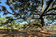 New Orleans Oak Alley Plantation and City Tour thumbnail 4