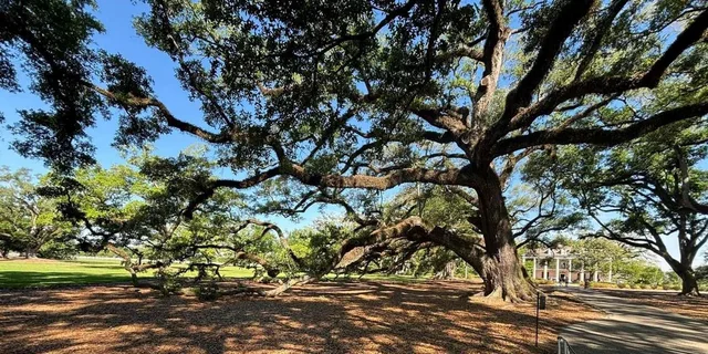 New Orleans Oak Alley Plantation and City Tour - Image 4