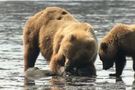 Anchorage Ocean Wildlife and Interior Wilderness Tour 9 Days thumbnail 1