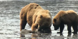 Anchorage Ocean Wildlife and Interior Wilderness Tour 9 Days