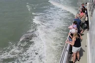 South Padre Island Dolphin Watch & Eco Tour 90 Min thumbnail 3