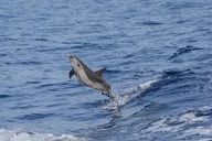 Big Island Marine Wildlife Excursion thumbnail 4