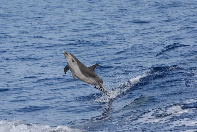Big Island Marine Wildlife Excursion - Image 4