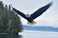 Ketchikan Whale Watching and Wilderness Dining thumbnail 2