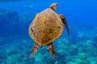 Wailea Beach Snorkeling Tour for Non-Swimmers 1.5 hr thumbnail 3