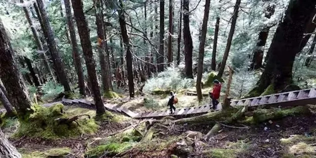 Sitka Tongass National Forest Hike - Image 2