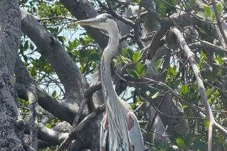 Ruskin Mangrove Tunnel Kayak Tour 3 hr