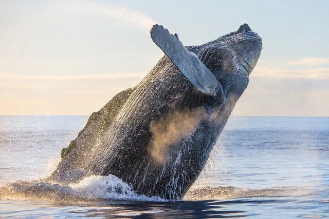 Kailua-Kona Whale Watching Excursion - Image 5