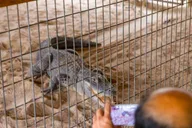 Miami Everglades Airboat Tour with Wildlife Show thumbnail 6