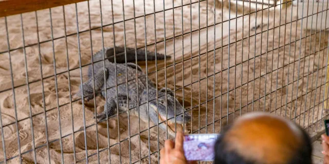 Miami Everglades Airboat Tour with Wildlife Show - Image 6