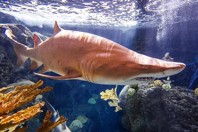 Tampa Zoo and Aquarium Admission - Image 5